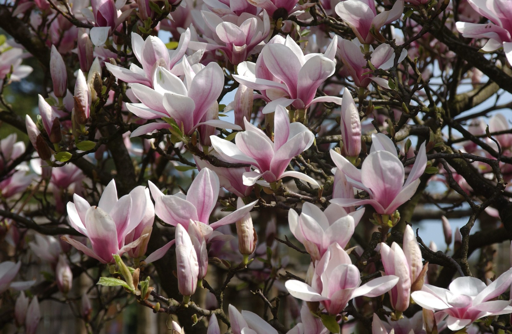 Magnolia x soulangeana