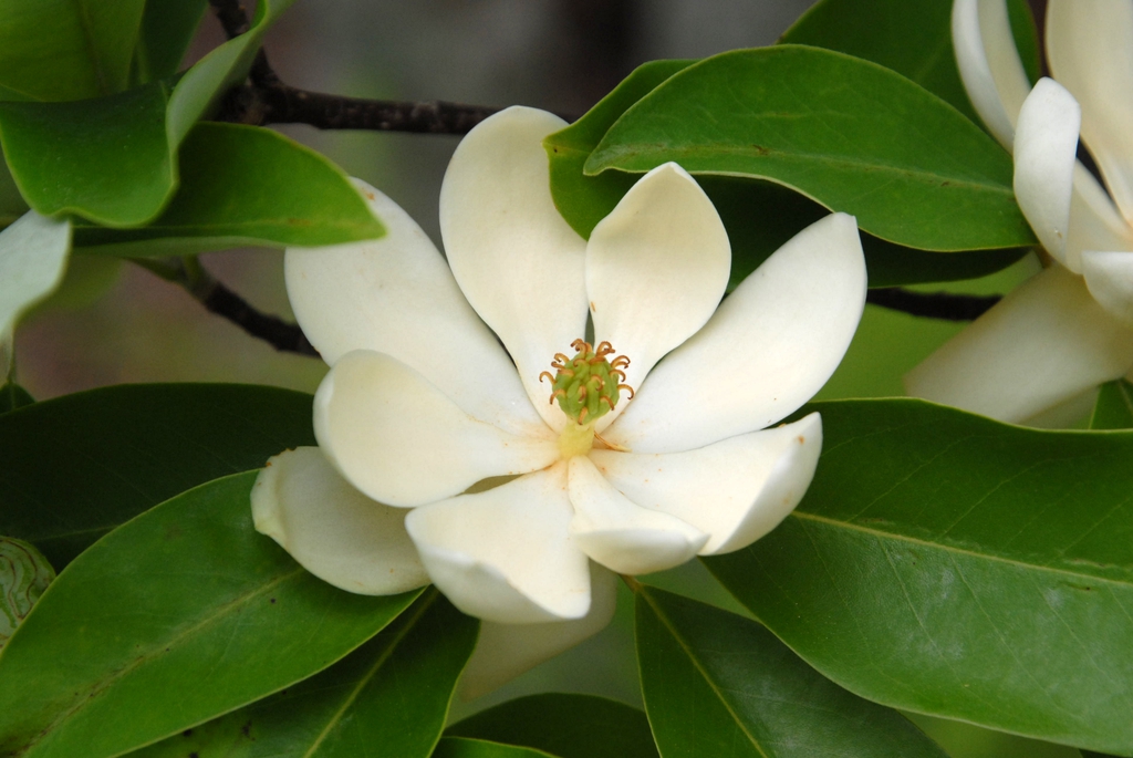 Magnolia virginiana