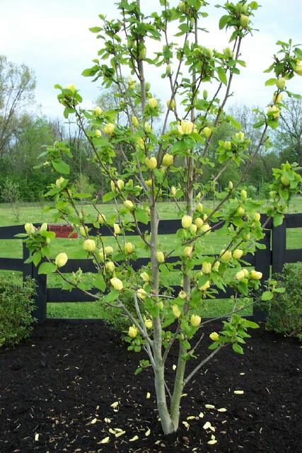 Magnolia 'Yellowbird'