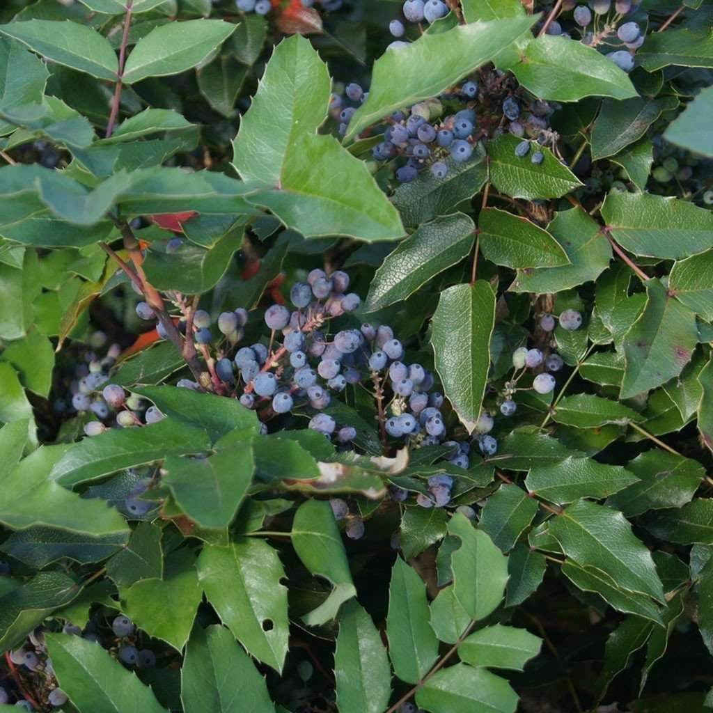 Mahonia aquifolium