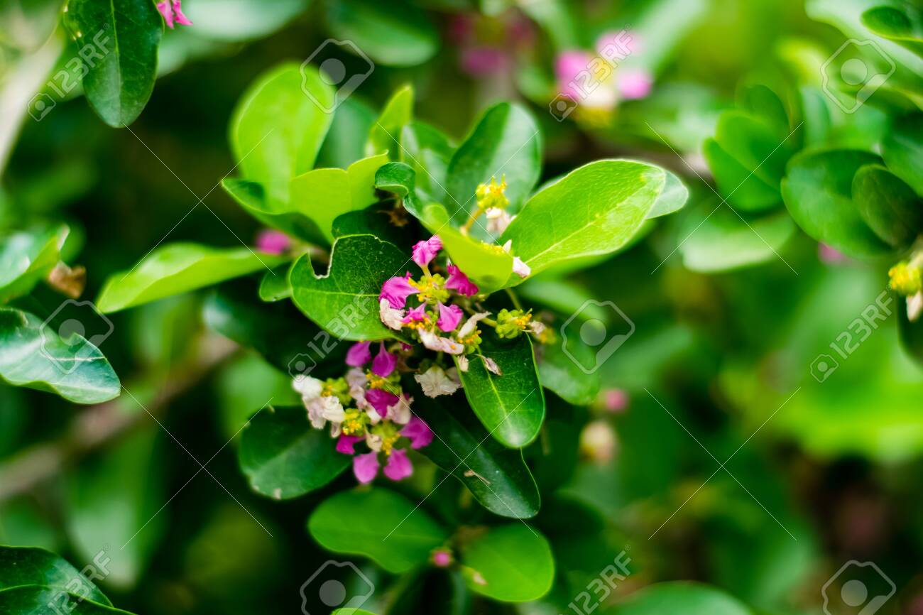 Malpighia glabra Barbados