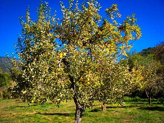 Apple - Malus  'Golden Delicious'