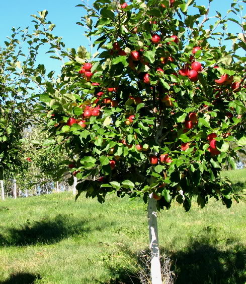 Apple - Malus 'Honeycrisp'