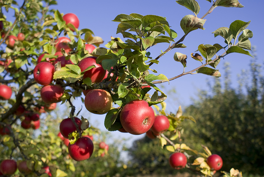 Apple - Malus  'McIntosh'