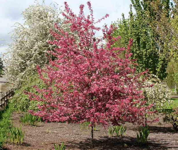 Malus 'Royal Raindrops'