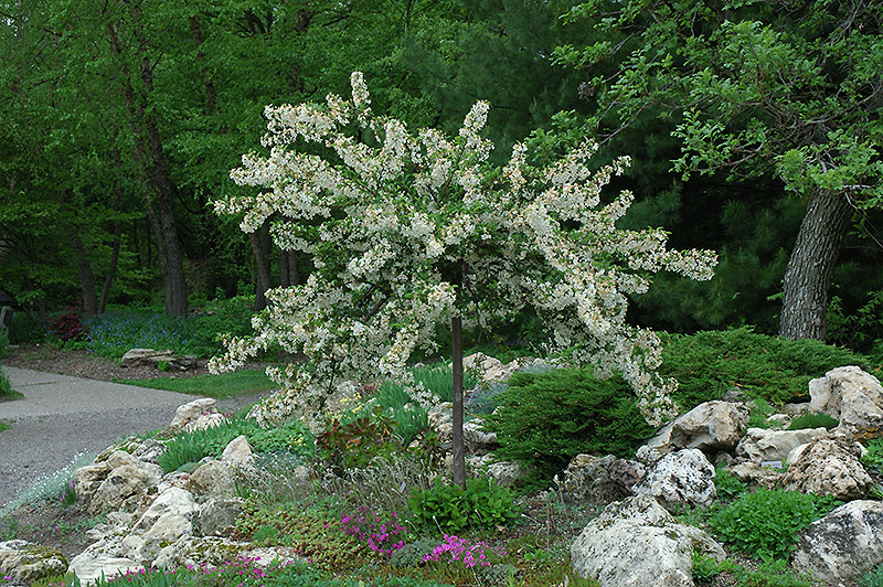 Malus sargentii 'Tina'