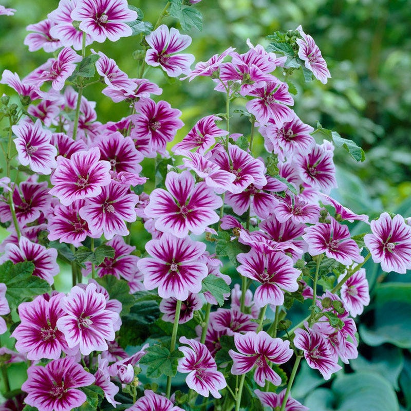 Malva 'Zebrina'