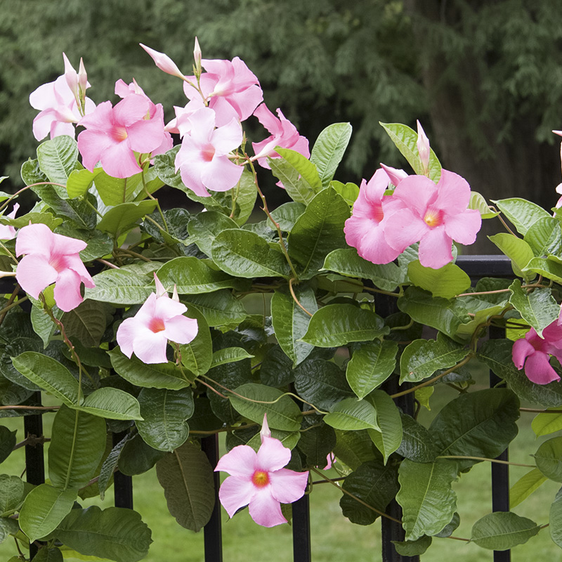 Assorted Mandevilla Vines