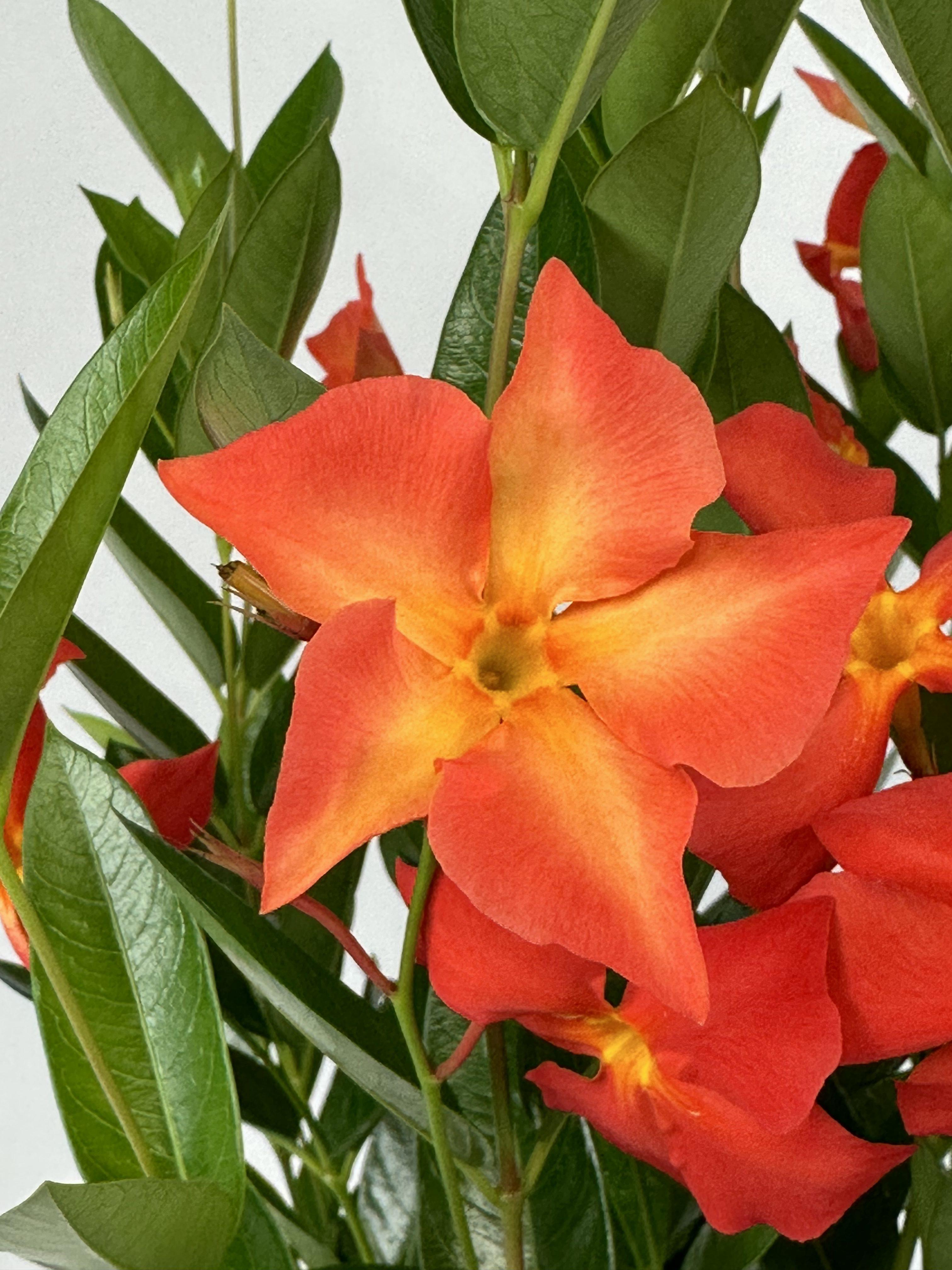 Mandevilla FiredUp Orange