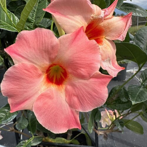 Mandevilla Giant Peach Surprise