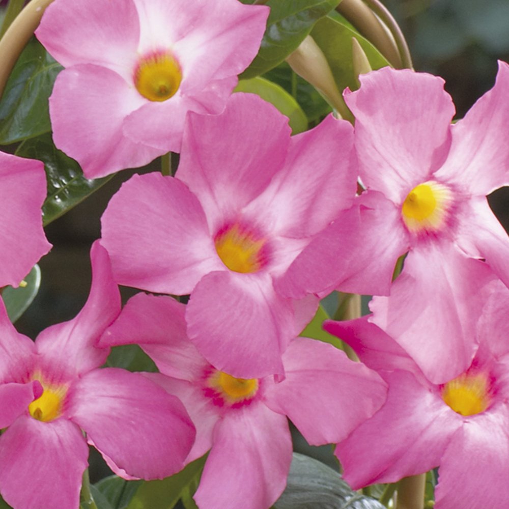 Mandevilla Sun Parasol 'Giant Pink'