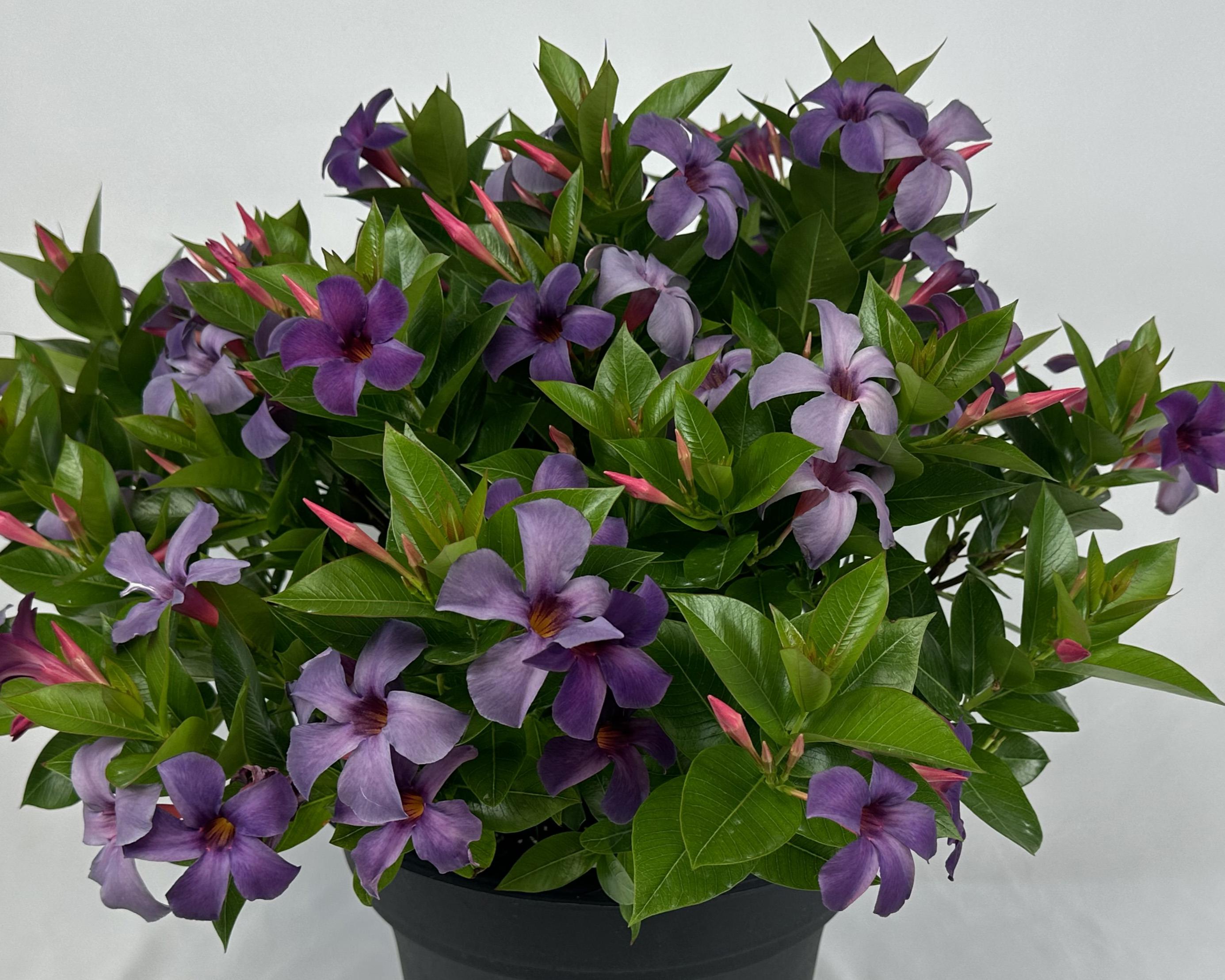Mandevilla Bluephoria