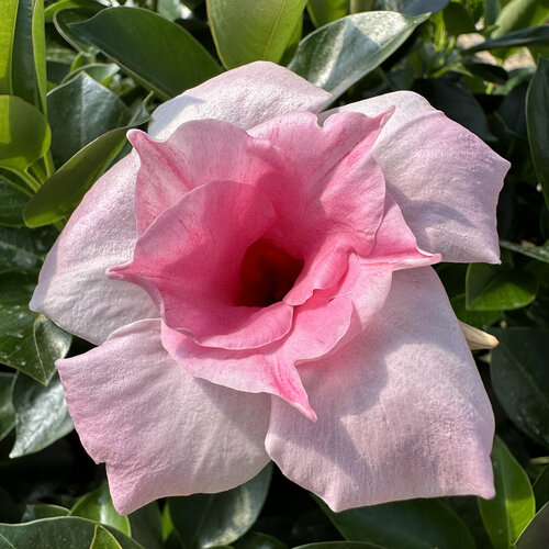 Mandevilla Pink Double Blush