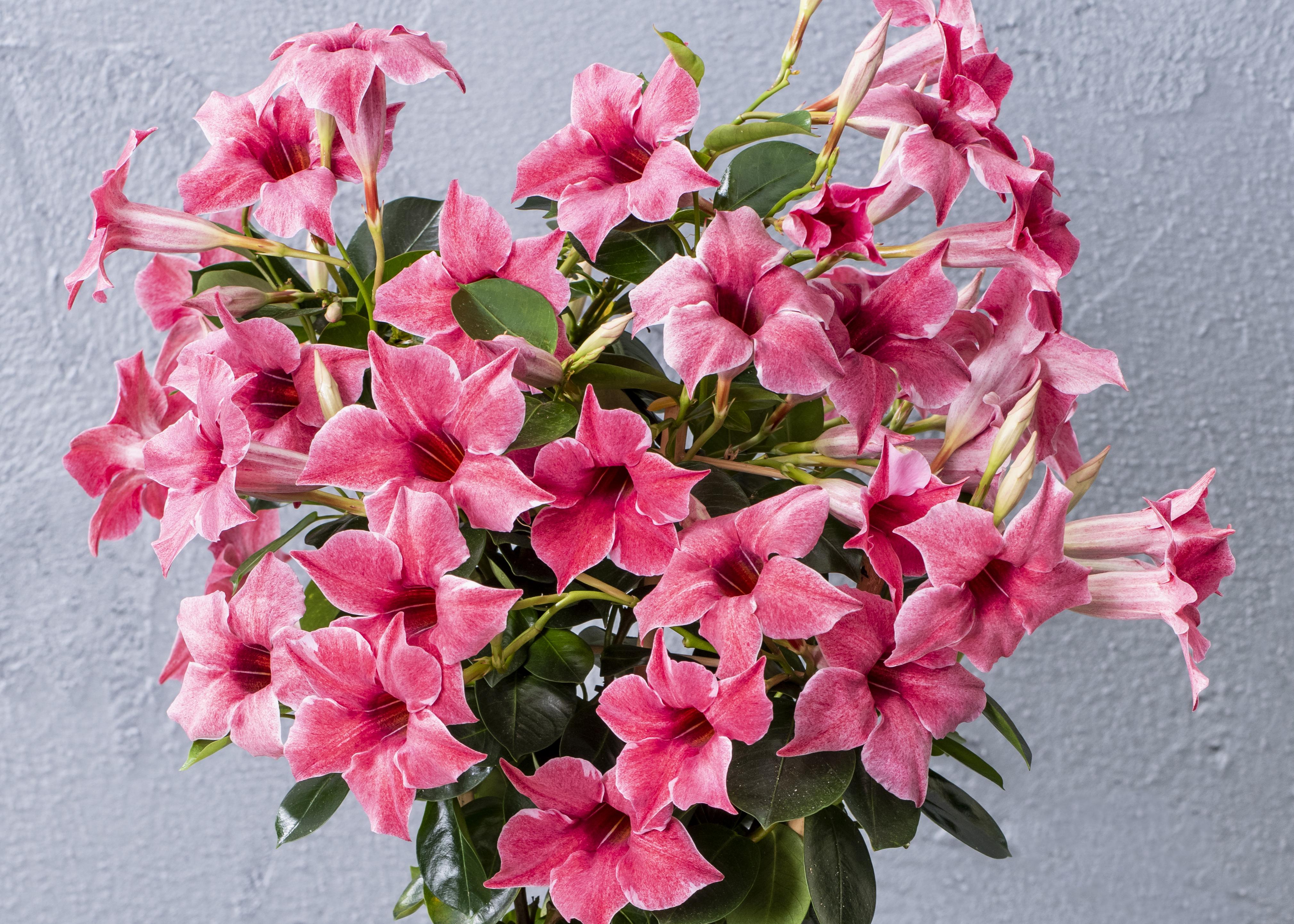 Mandevilla Mauvelous