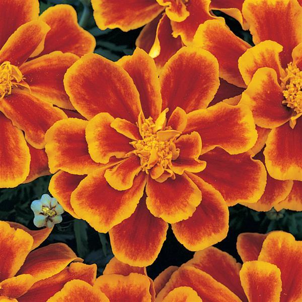 Durango Flame