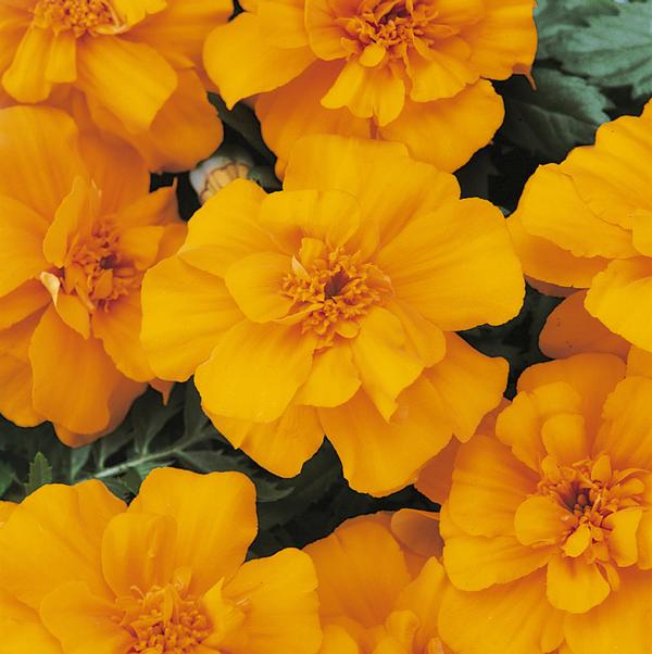 Durango Orange