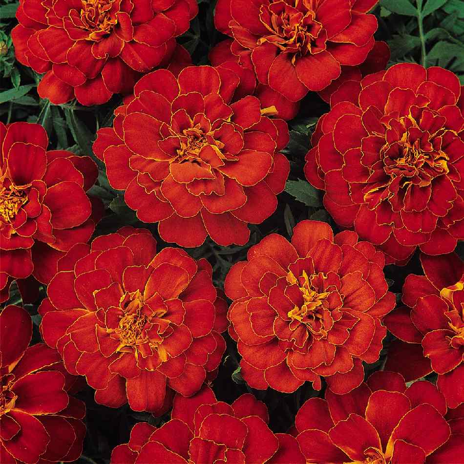 Marigold (Tagetes) Durango 'Red'