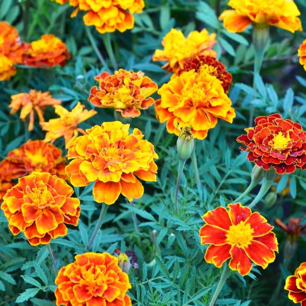 Marigold Fireball