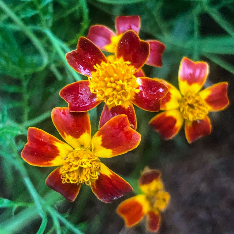 Marigold - Tagetes signata 'Red Gem'