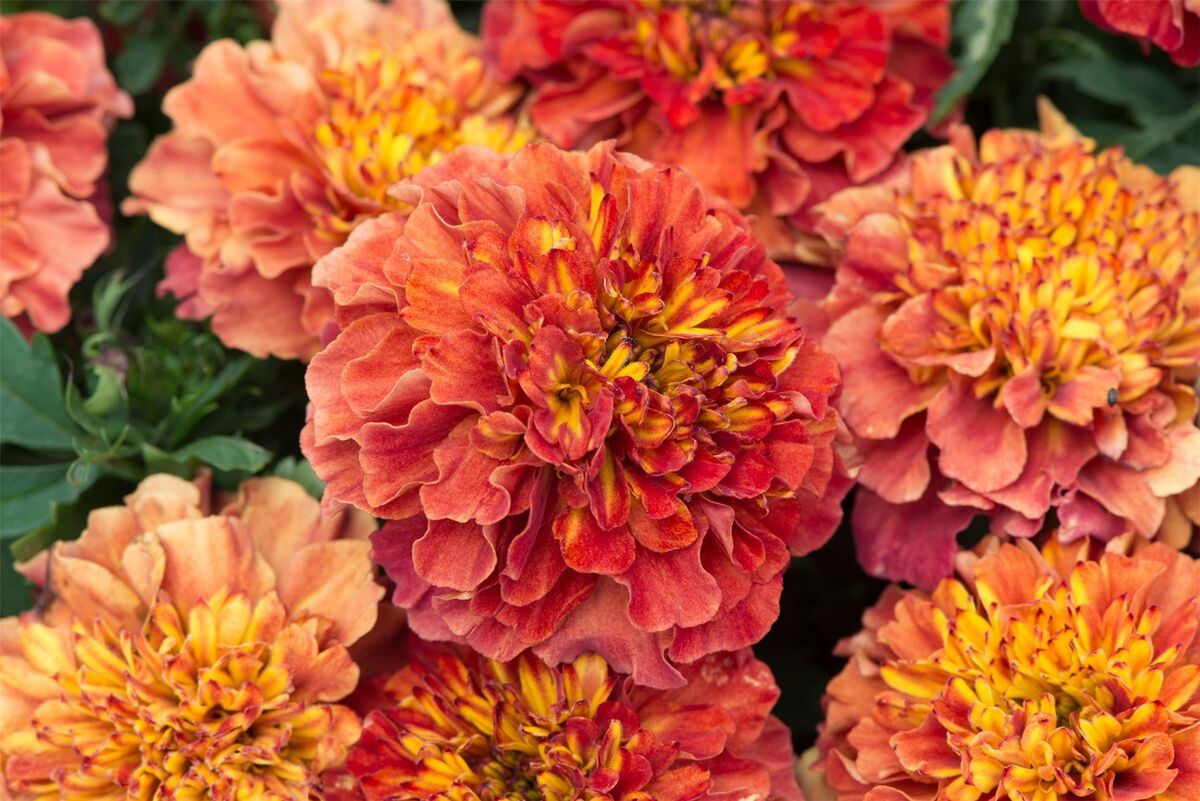 Marigold (Tagetes) 'Strawberry Blonde'