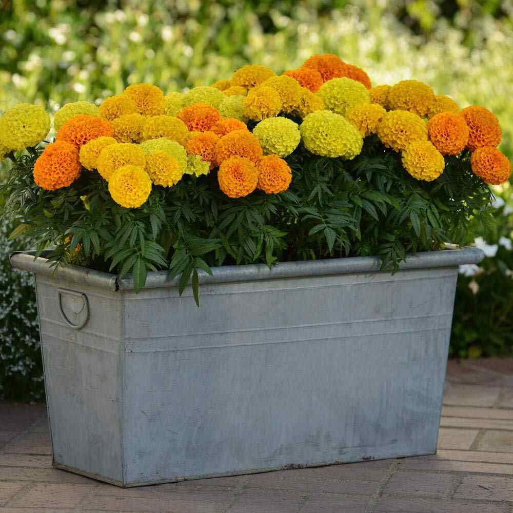 Marigold (Tagetes) 'Taishan Mix'