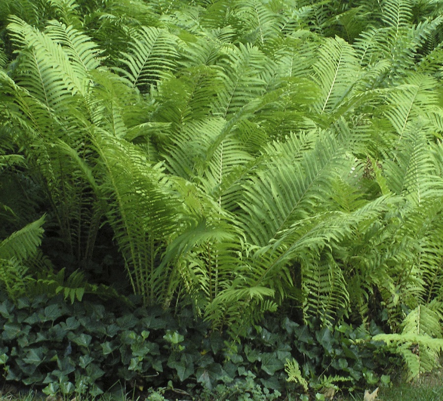 Fern - Matteuccia struthiopteris