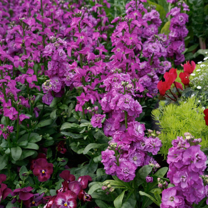 Matthiola (Stock) 'Mime Blue'