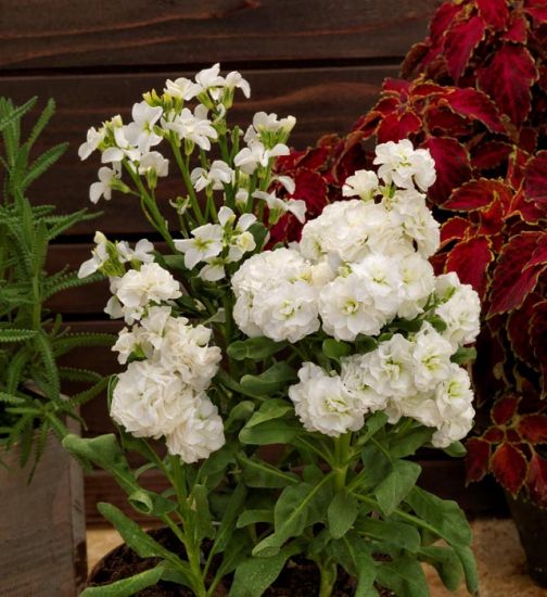 Matthiola (Stock) 'Mime White'