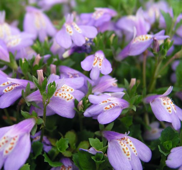 Mazus reptans