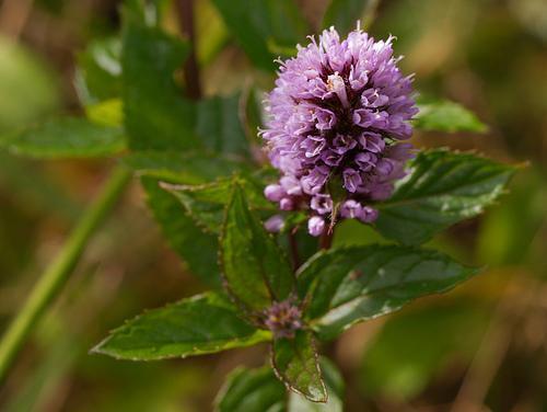 Mentha piperata