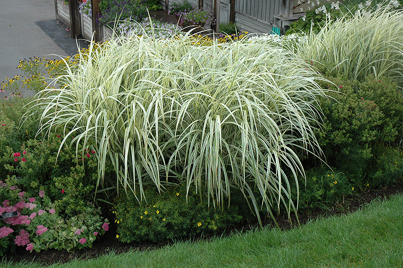 Grass - Miscanthus s. 'Variegatus