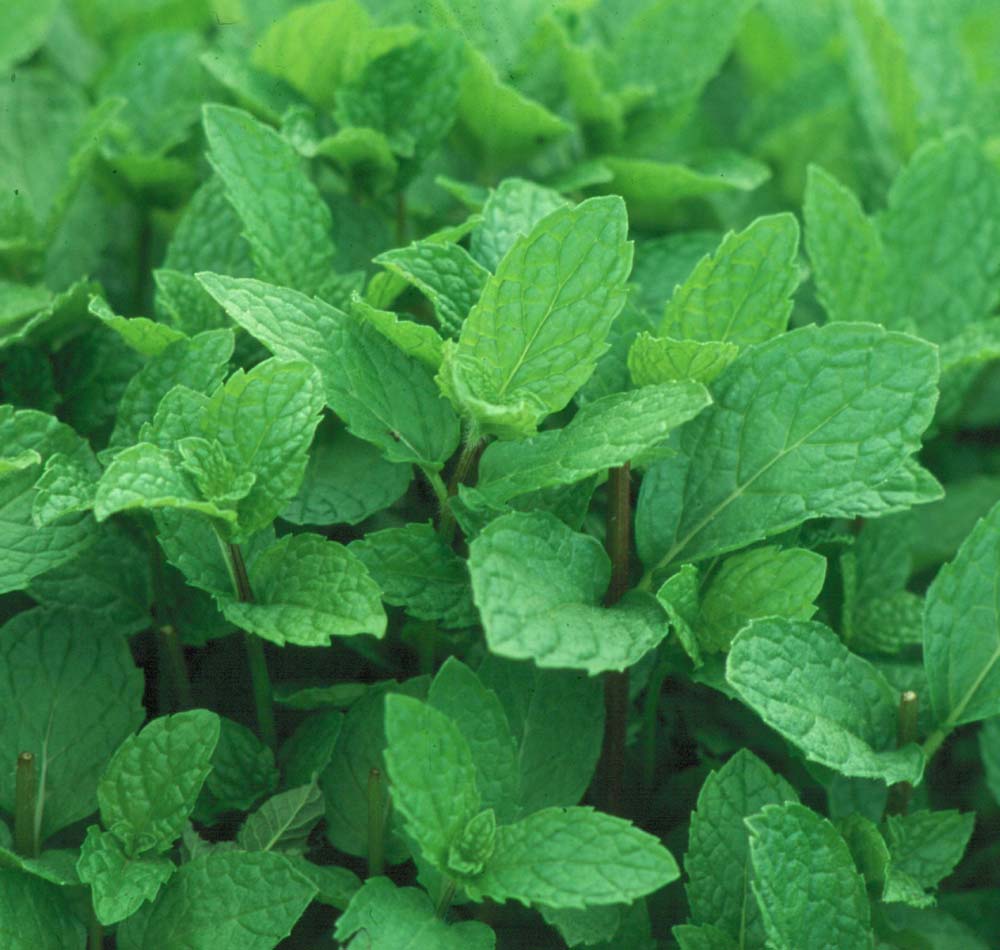 Mint - Mentha spicata 'Kentucky Colonel'