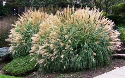 Miscanthus s. 'Adagio'