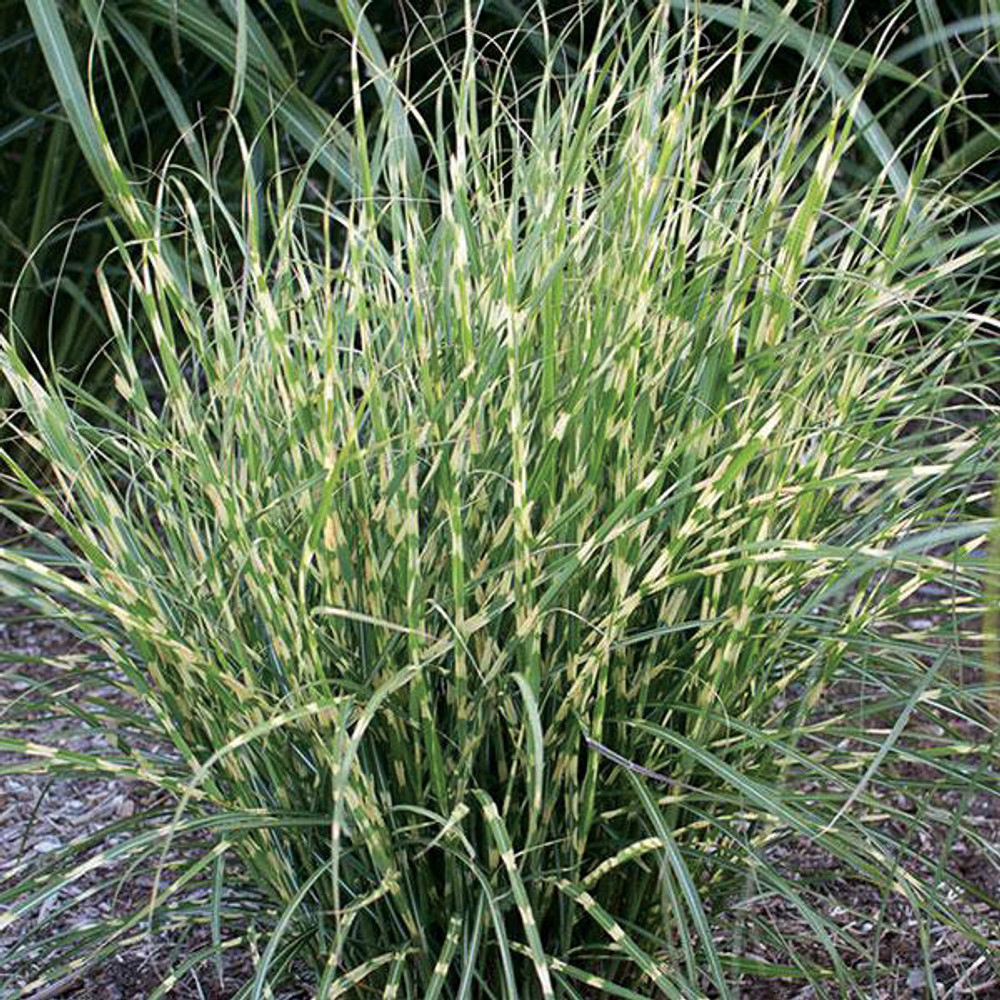 Grass - Miscanthus s. 'Bandwidth'