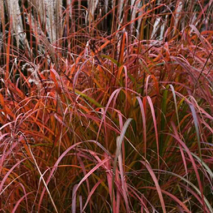 Grass - Miscanthus s. 'Fire Dragon'