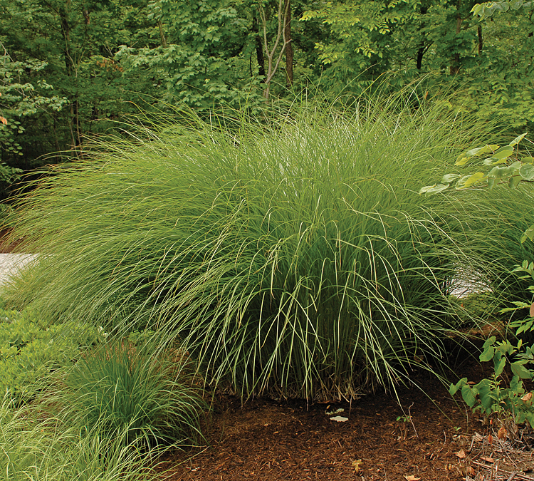 Miscanthus s. 'Gracillimus'