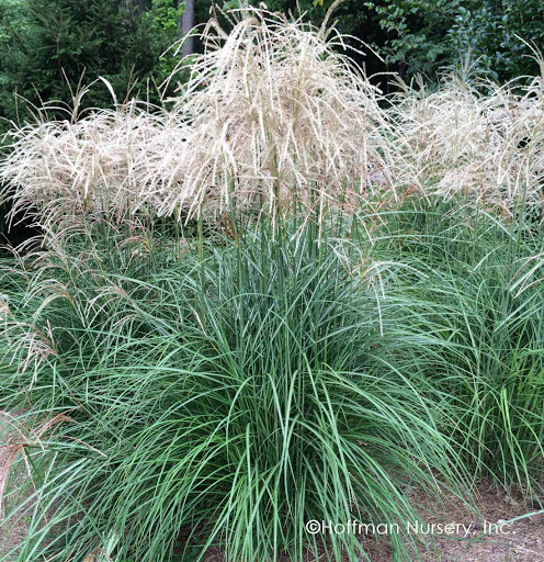Grass - Miscanthus s. 'Huron Sunrise'