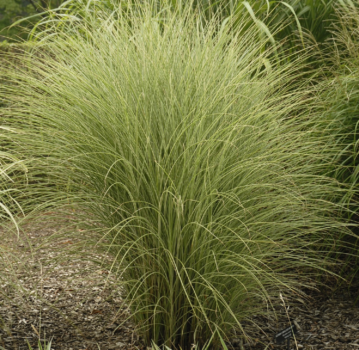 Miscanthus s. 'Morning Light'