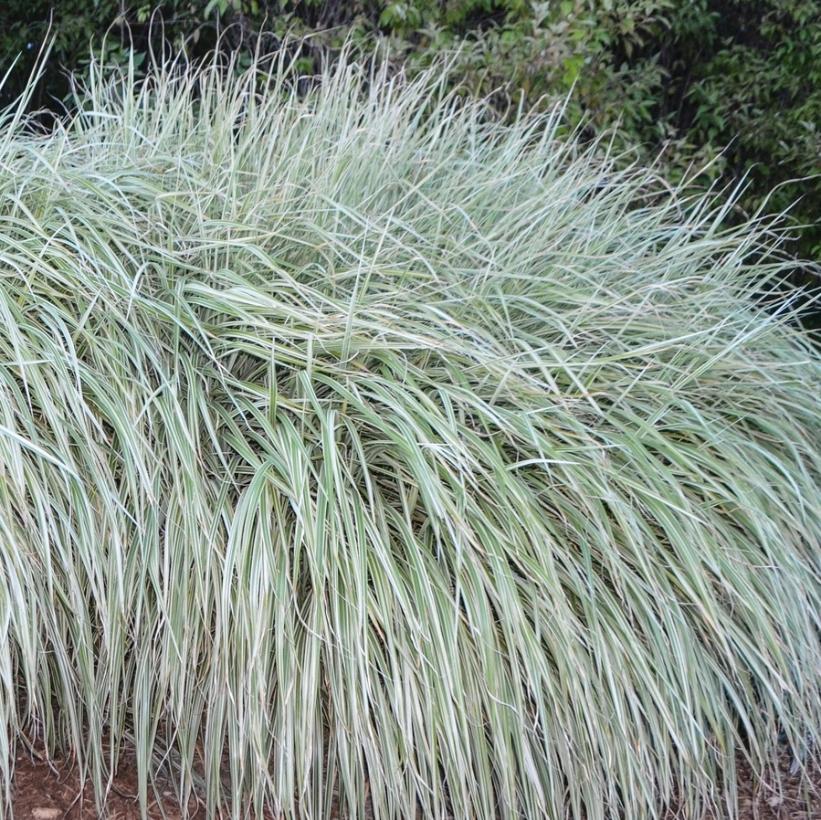 Grass - Miscanthus s. 'Rigoletto'
