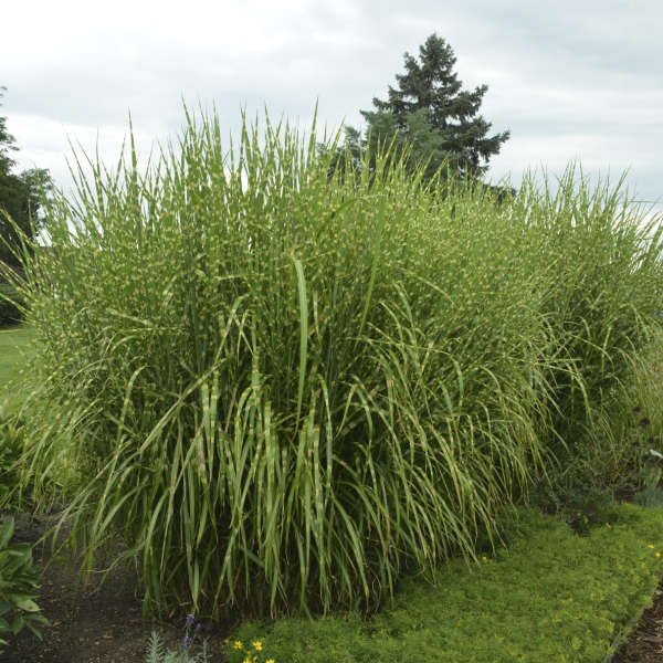 Grass - Miscanthus sinensis 'Strictus'