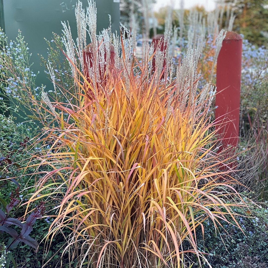 Grass - Miscanthus purpurascens