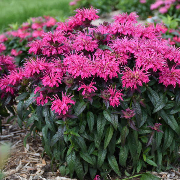 Monarda Sugar Buzz 'Berry Taffy'