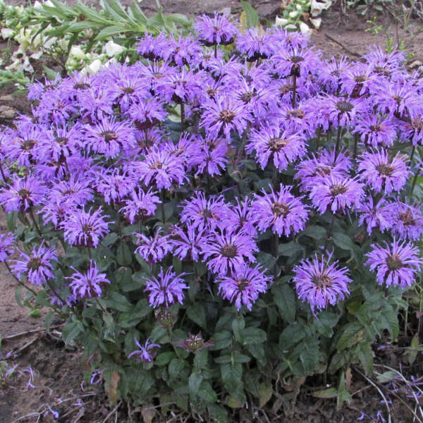 Monarda Sugar Buzz 'Blue Moon'