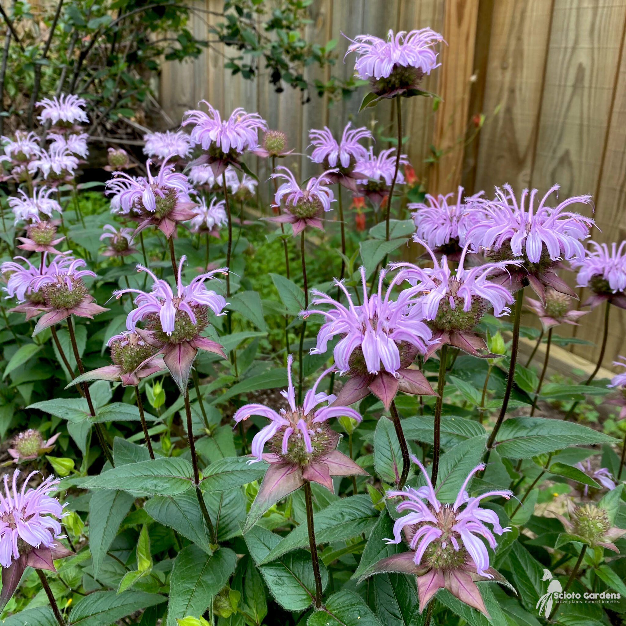 Monarda bradburiana