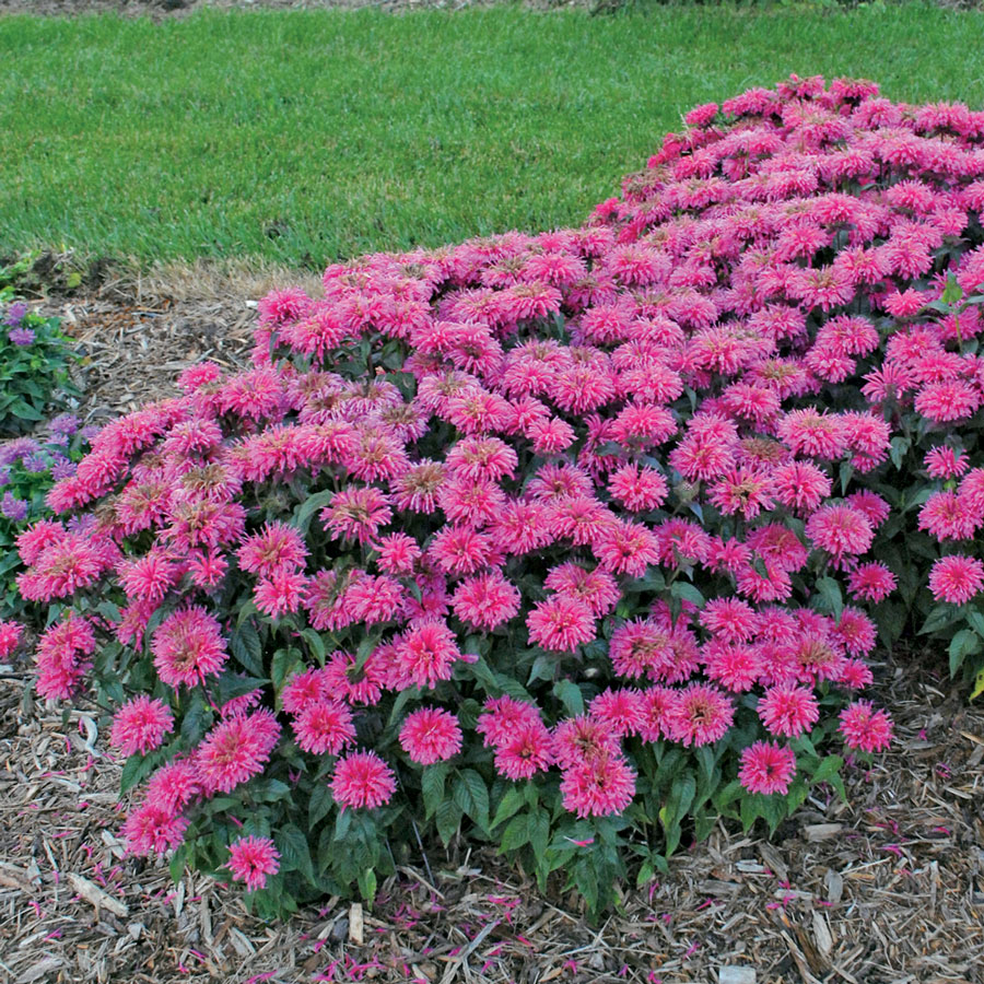 Monarda Sugar Buzz 'Bubblegum Blast'