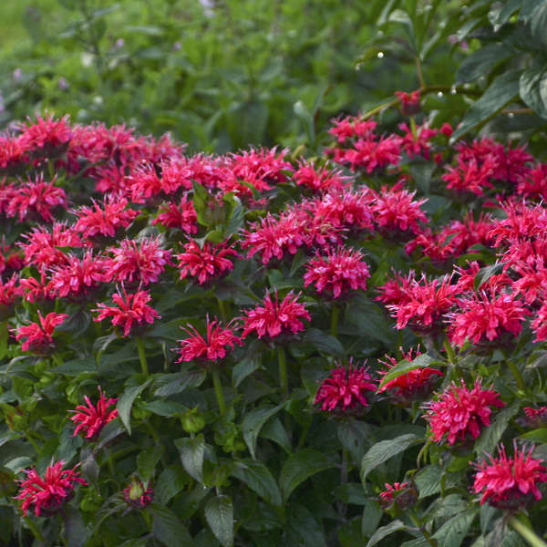 Monarda Sugar Buzz 'Cherry Pops'