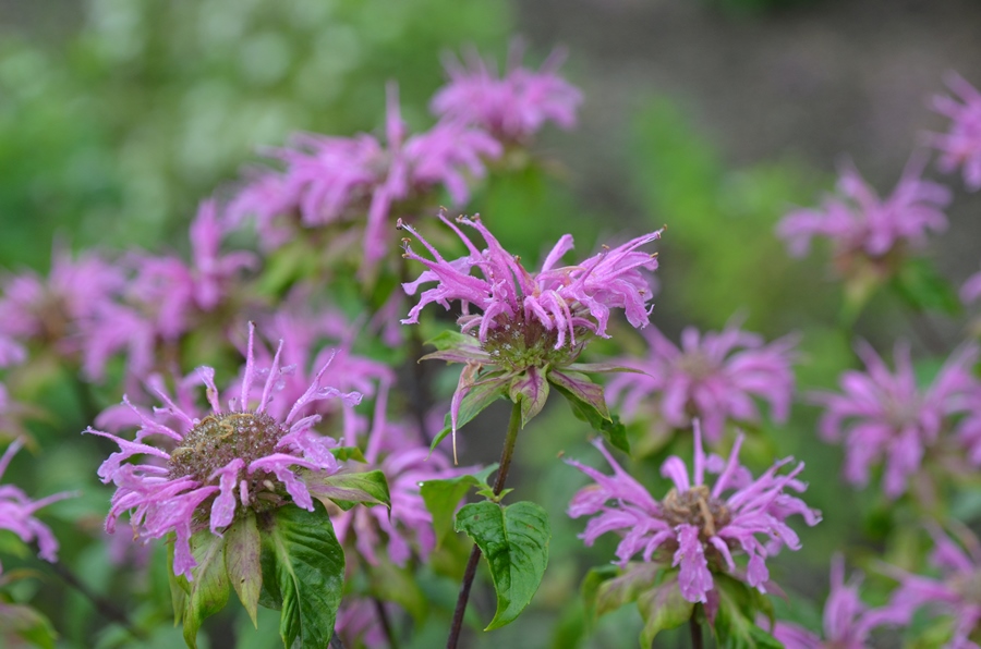 Monarda fistulosa 'Claire Grace'
