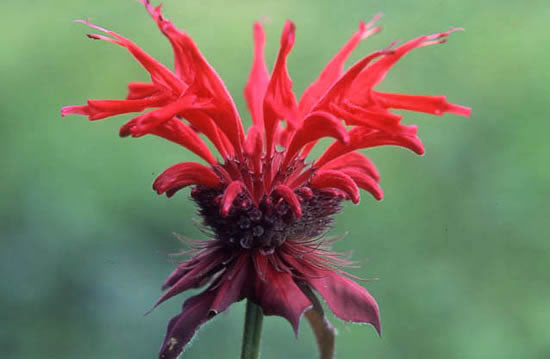 Monarda didyma