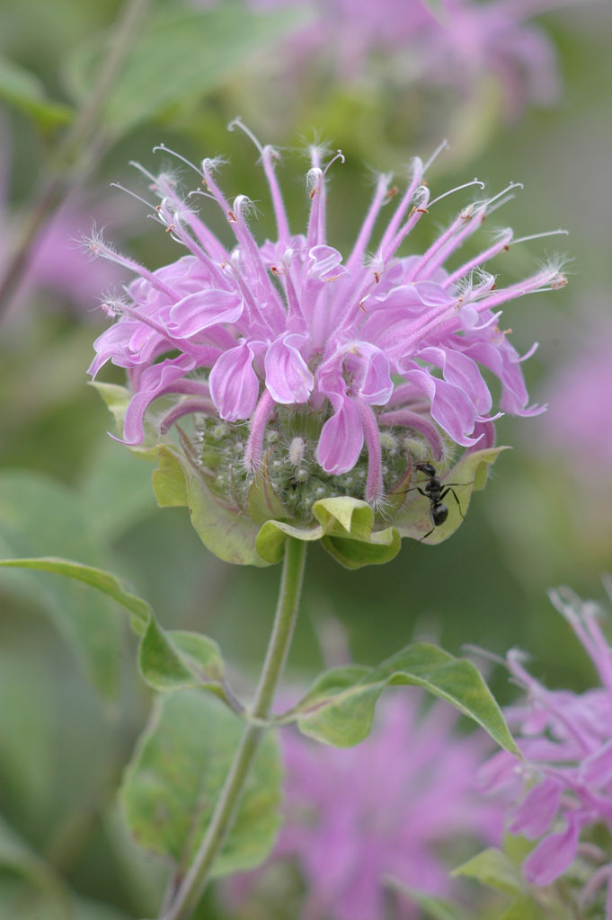 Monarda fistulosa