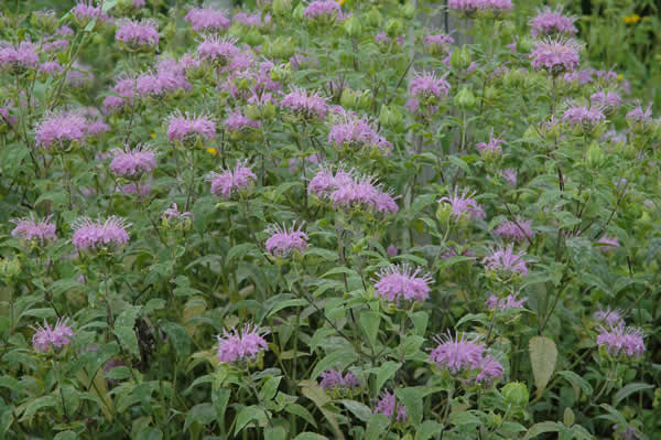 Monarda fistulosa